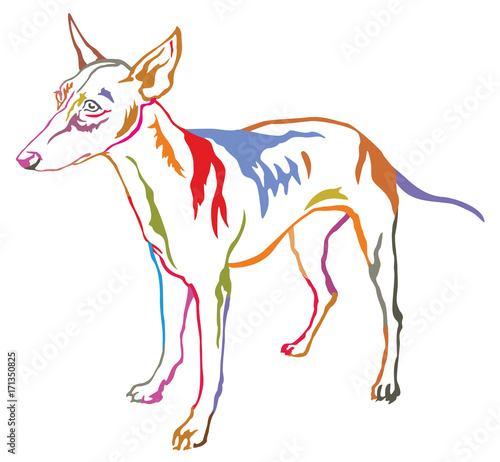 Colorful decorative standing portrait of dog Cirneco dell Etna vector illustration photo