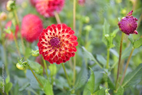 Fototapeta Naklejka Na Ścianę i Meble -  Dahlia pompon rouge et jaune en été au jardin