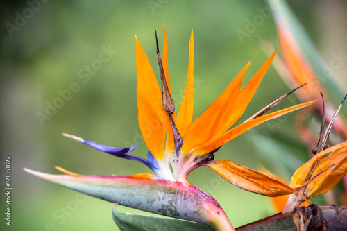 Bird Paradise flower Strelitzia