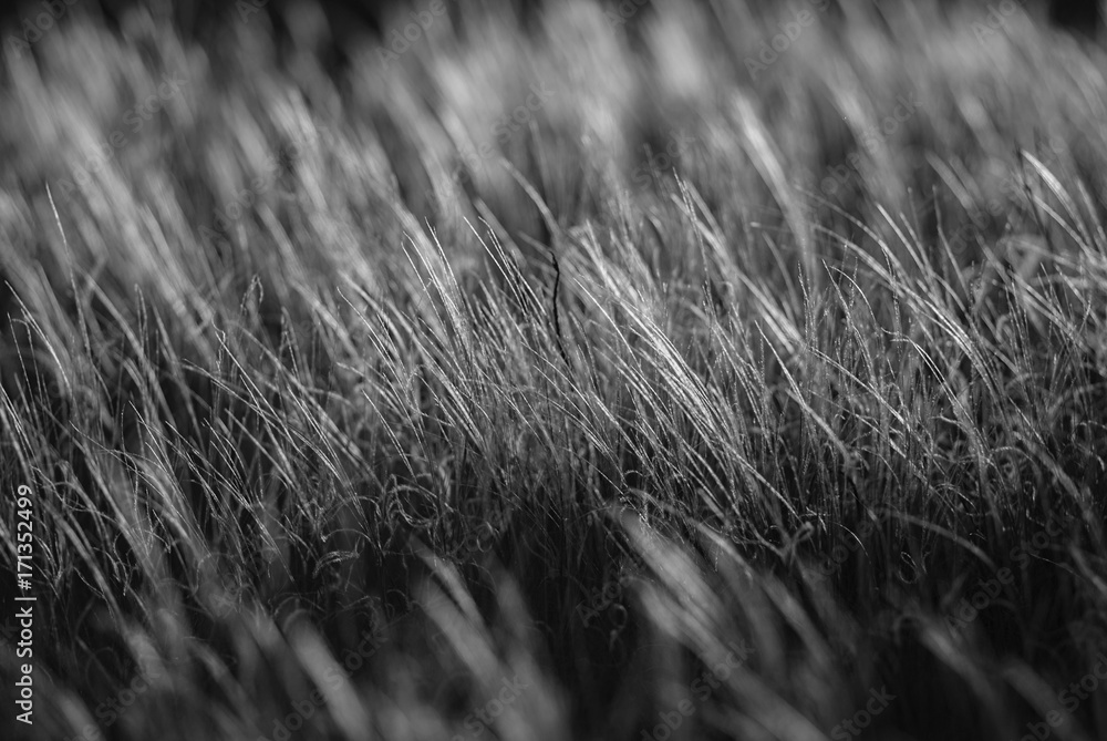 Fototapeta premium Grass feather grass. Monochrome photo.