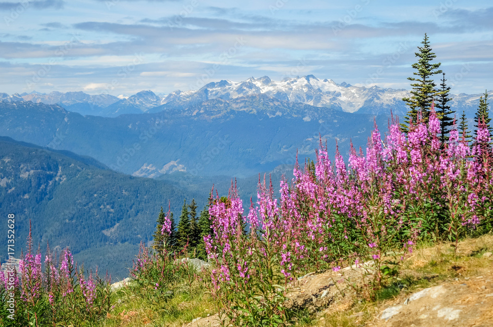 View of the Ipsoot mountain and wild flowers from the top of Blackcomb mountain, Whistler, British Columbia, Canada - September 2017 View of the Ipsoot mountain and wild flowers from the top of Blackcomb mountain, Whistler, British Columbia, Canada - September 2017