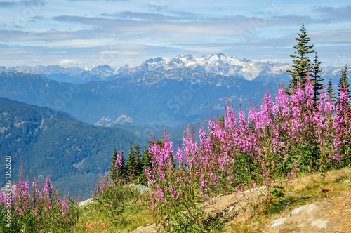 View of the Ipsoot mountain and wild flowers from the top of Blackcomb mountain, Whistler, British Columbia, Canada - September 2017