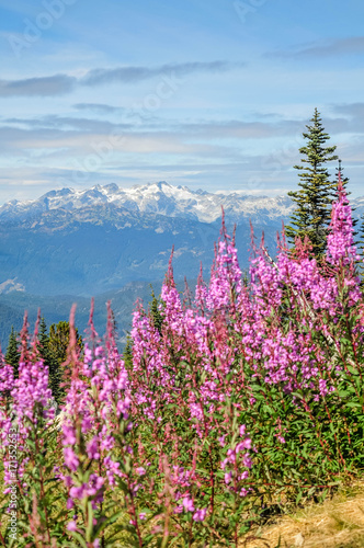 View of the Ipsoot mountain and wild flowers from the top of Blackcomb mountain, Whistler, British Columbia, Canada - September 2017