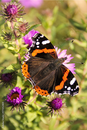 Fotografie Butterfly red admiral