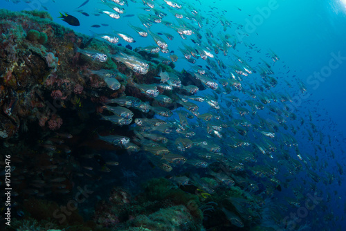 Fototapeta Naklejka Na Ścianę i Meble -  School of glassfish ont the SS Yongala wreck