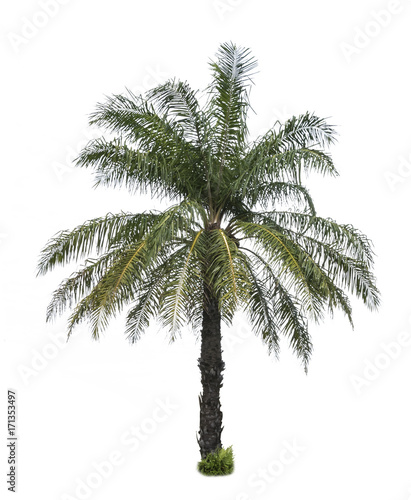 Palm tree isolated on white background