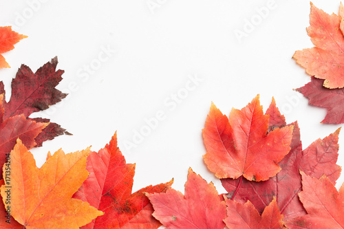 Autumn leaves on a white