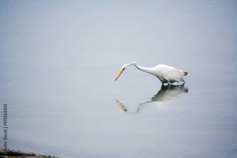 Great White Egret Searching for Food in the Bay Great White Egret Searching for Food in the Bay