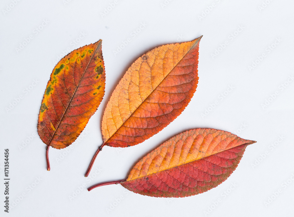 Autumn leaves on a white Autumn leaves on a white