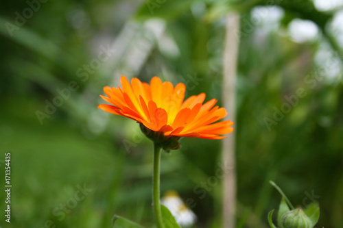 Close up of an orange flower in a field
