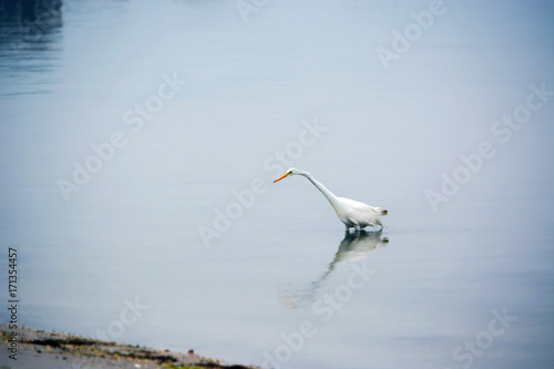 Great White Egret Searches for Food in the Bay