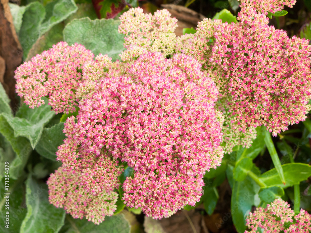 close up of flowering pink shrub many small flowers close up of flowering pink shrub many small flowers
