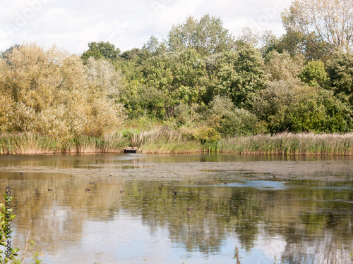 lake summer scene with ducks and tree reflections