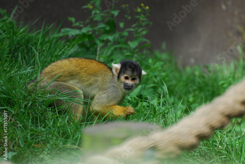 Marmoset photo