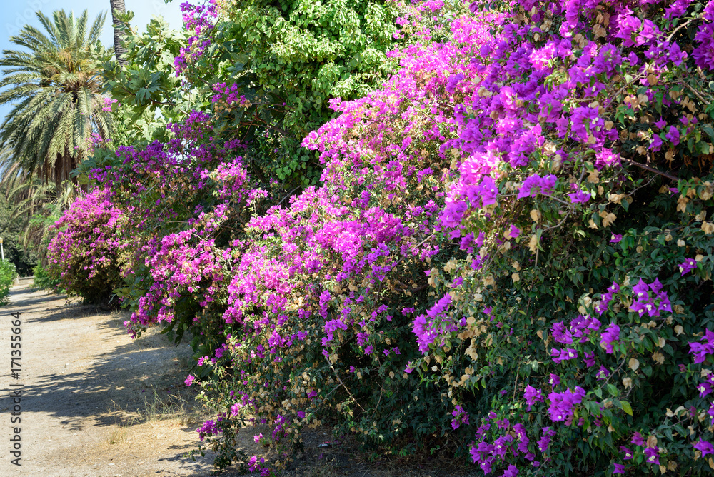 Bougainvillea flower in park of Rhodes town on Rhodes island, Greece