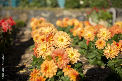 Clourful flower in garden