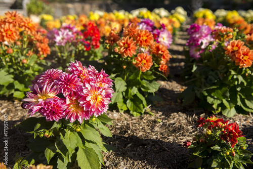 Clourful flower in garden