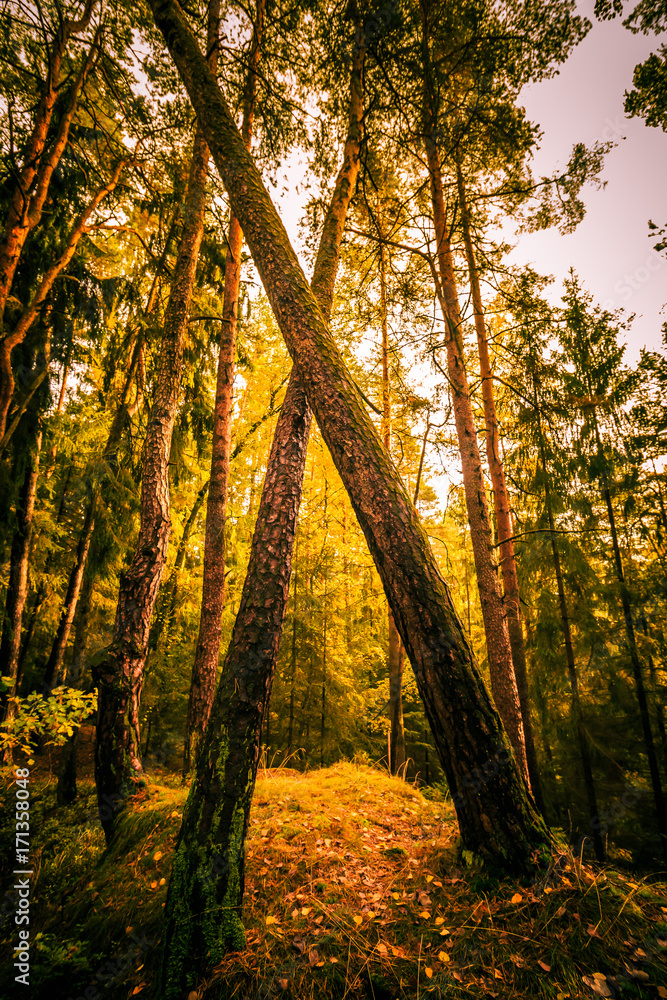 Obraz premium Durchgang im Wald