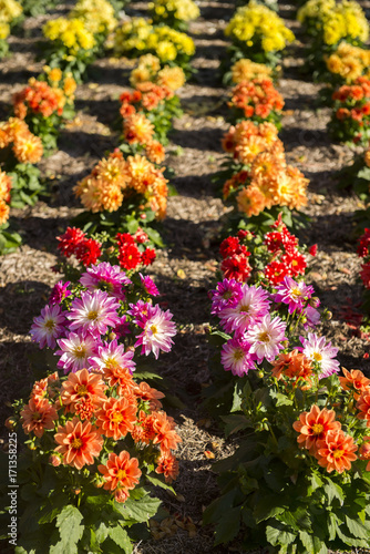 Clourful flower in garden © leelakajonkij