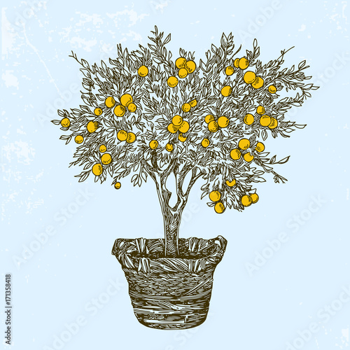Orange tree in basket. Vintage style. Vector illustration