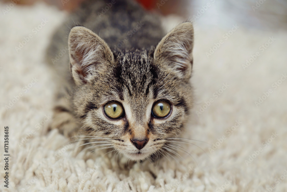 chaton tigré tabby dans intérieur maison