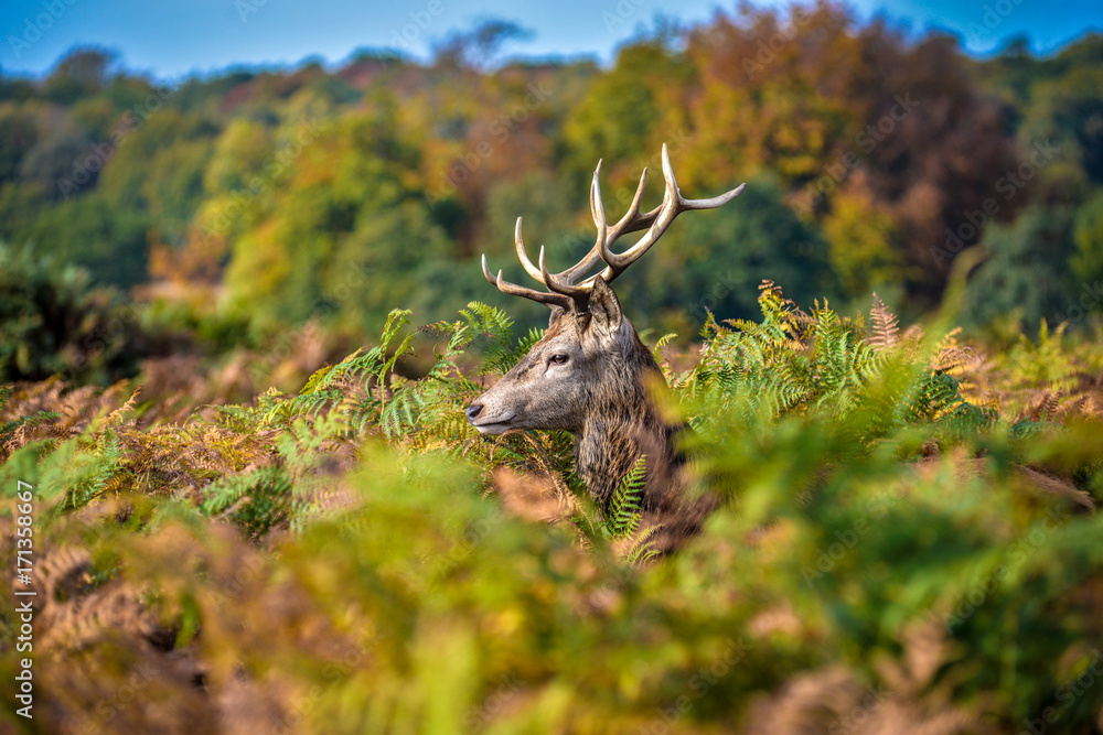A solitary buck partly hidden by overgrown plants A solitary buck partly hidden by overgrown plants