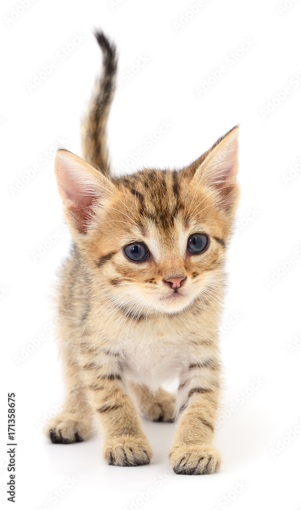 Small brown kitten. Small brown kitten.