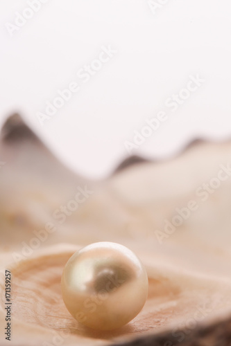 Single pearl in an oyster shell 