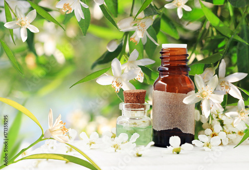 
Neroli (orange) blossom perfume. Citrus essential oil bottles, spring flowering tree with white aroma flowers and green freshness. Herbal beauty treatment.
