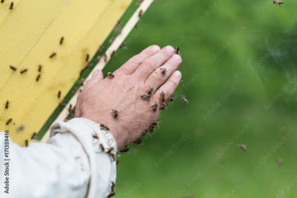 Close up shot of man hand holding frame with bees wax. Selective focus.