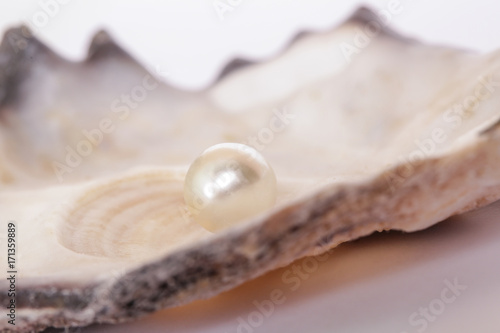 Pojedyncza perła w ostrygowej muszli
