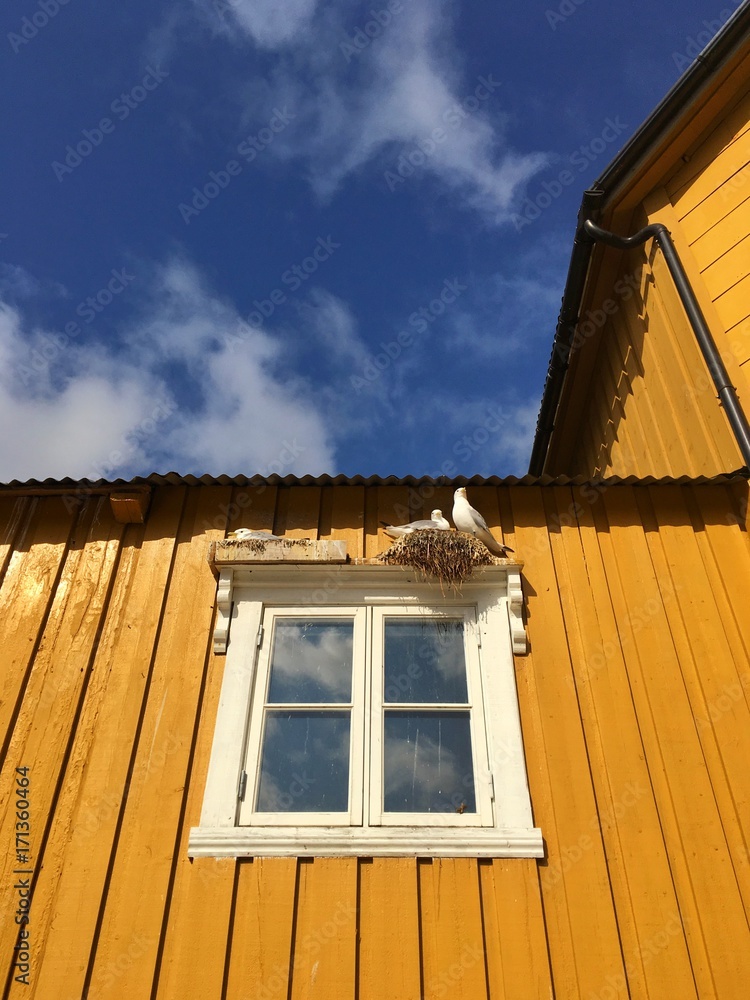 Naklejka premium A seagulls nest on a house wall.Nusfjord city, Norway