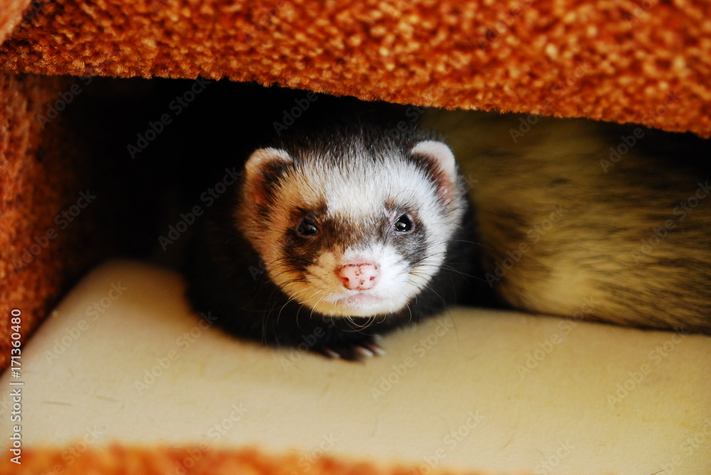 Sable ferret hiding in a sofa bed Stock Photo Adobe Stock