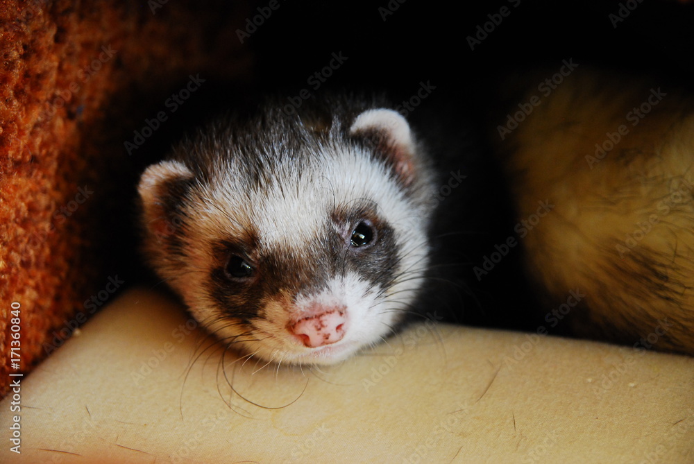 Obraz premium Sable ferret