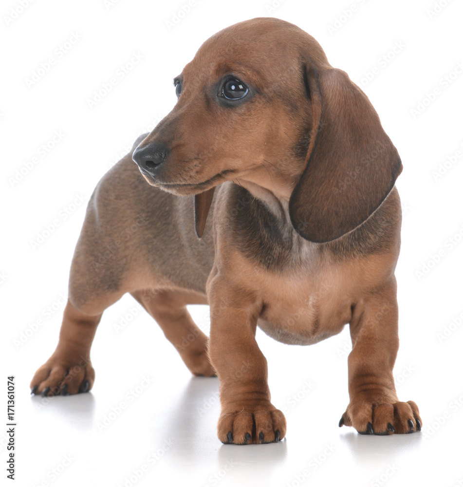 adorable female dachshund puppy