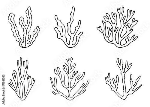 algae vector sketch. hand-drawing