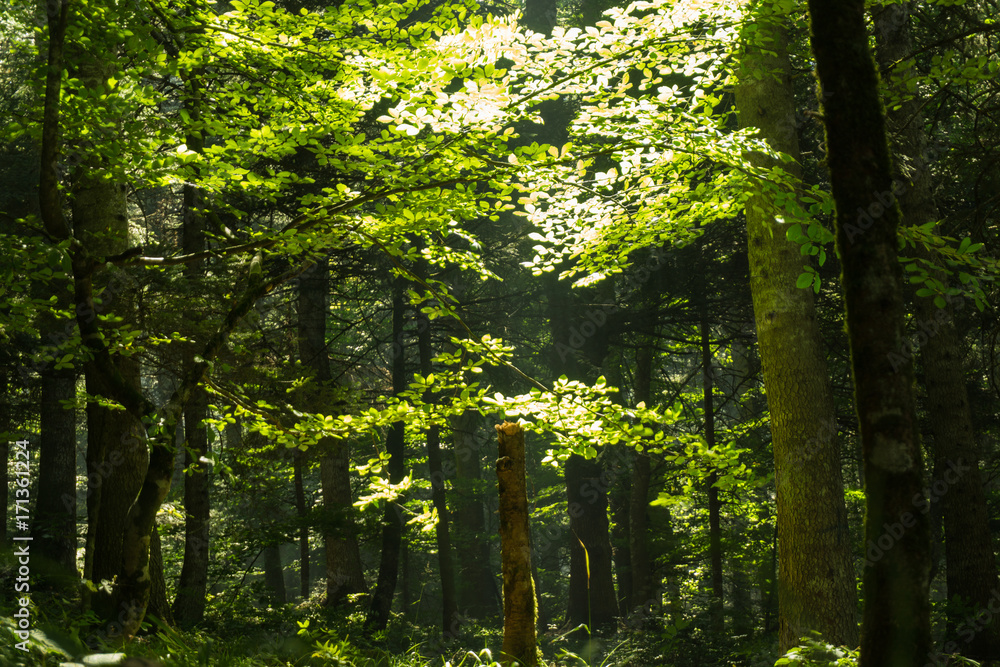 Obraz premium Hope in jungle