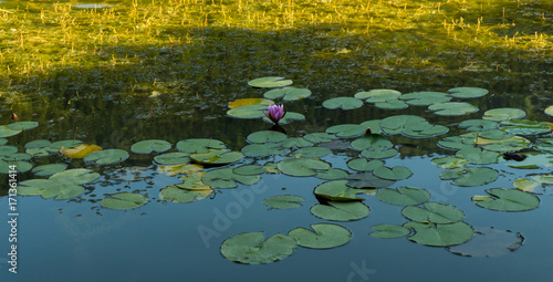 Water lily on a lake
