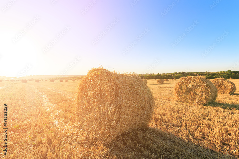 Agricultural field after harvesting wheat. Rolls of hay are in opposite light
