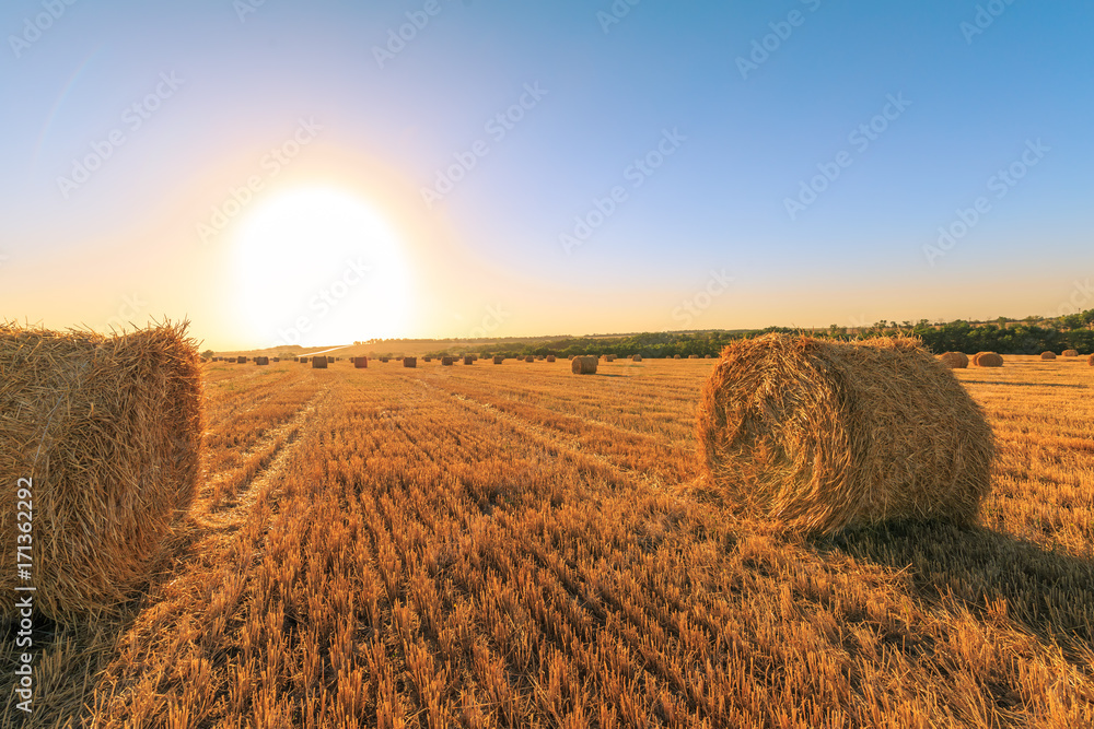 Agricultural field after harvesting wheat. The sun is down between round haystacks