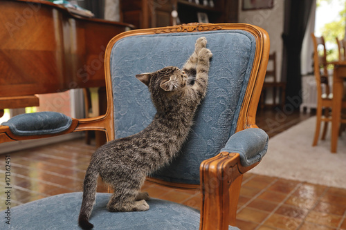 chaton tigré tabby dans intérieur maison déchirant fauteuil