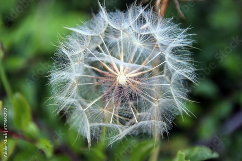 Fototapeta Naklejka Na Ścianę i Meble -  Pusteblume