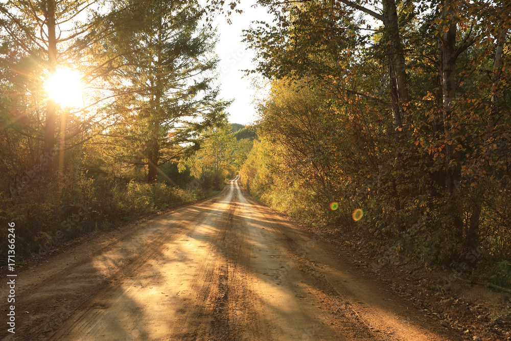 Fototapeta premium sunset in the autumn forest