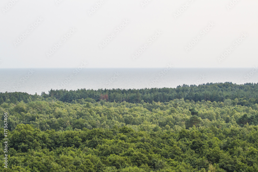 view of the sea behind the forest