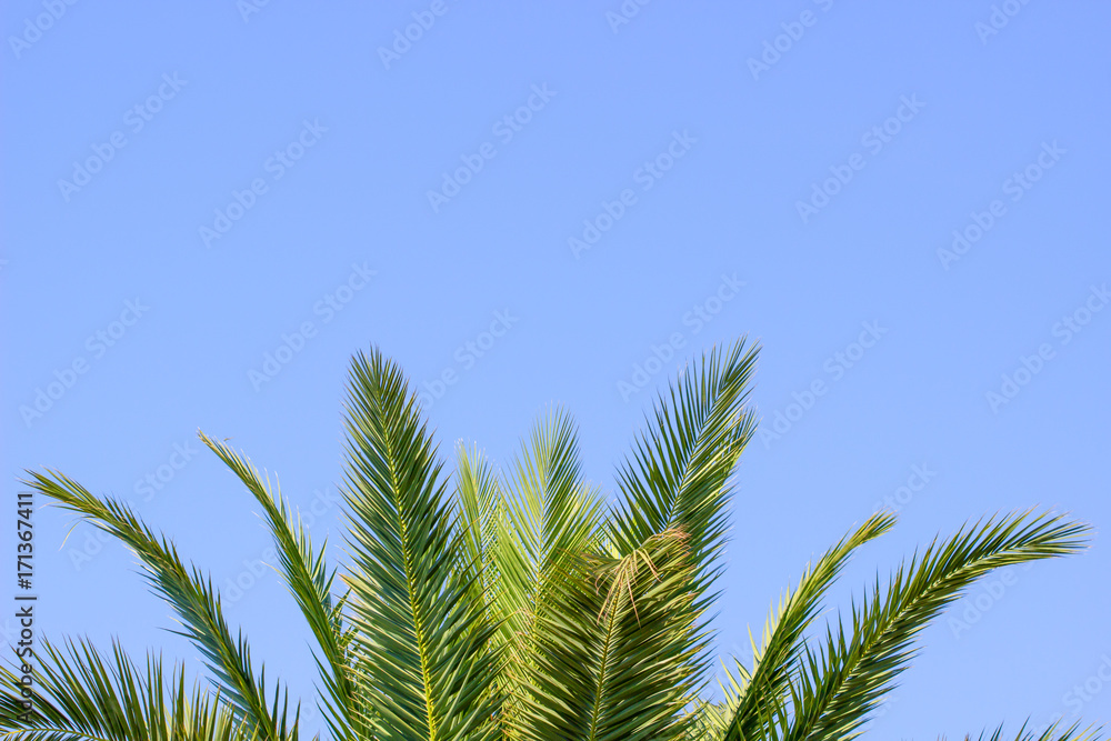 Green palm tree in summer blue sky with copy space background. Green palm tree in summer blue sky with copy space background.