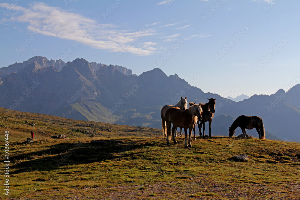 cavalli avelignesi (haflinger); pascolo brado ai Laresei presso il Passo Valles (Trentino) cavalli avelignesi (haflinger); pascolo brado ai Laresei presso il Passo Valles (Trentino)