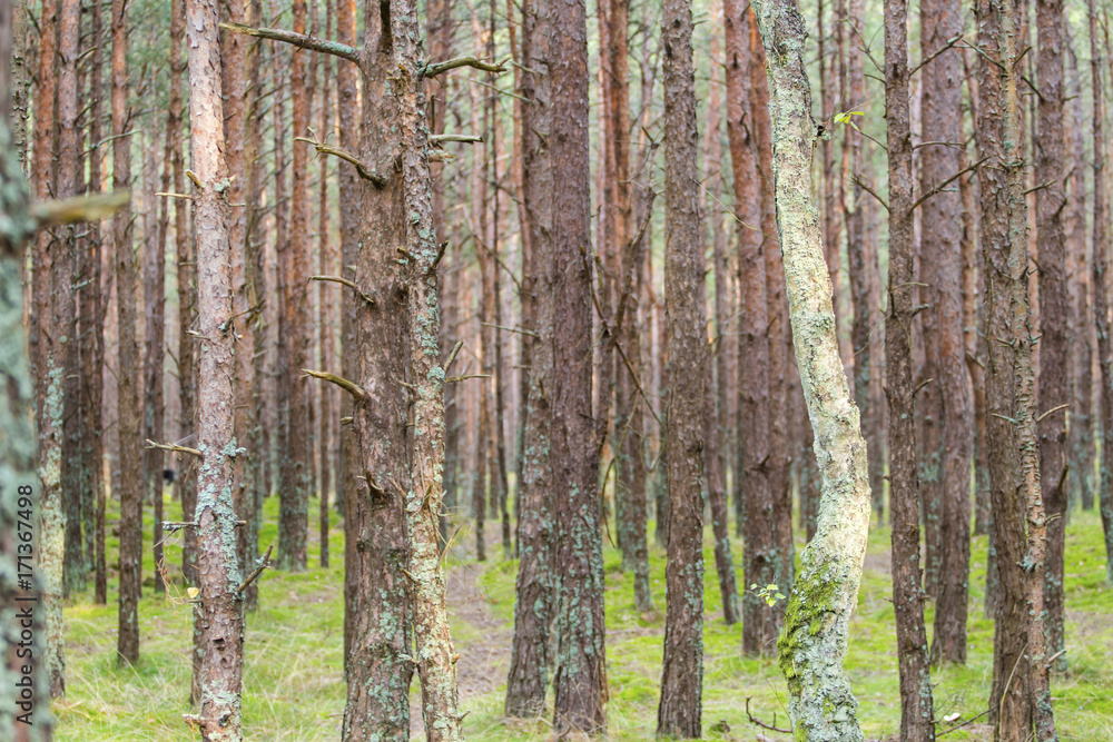 Obraz premium tree trunks in a coniferous forest