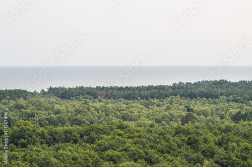 view of the sea behind the forest