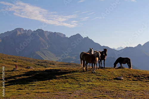 cavalli avelignesi (haflinger); pascolo brado ai Laresei presso il Passo Valles (Trentino) photo