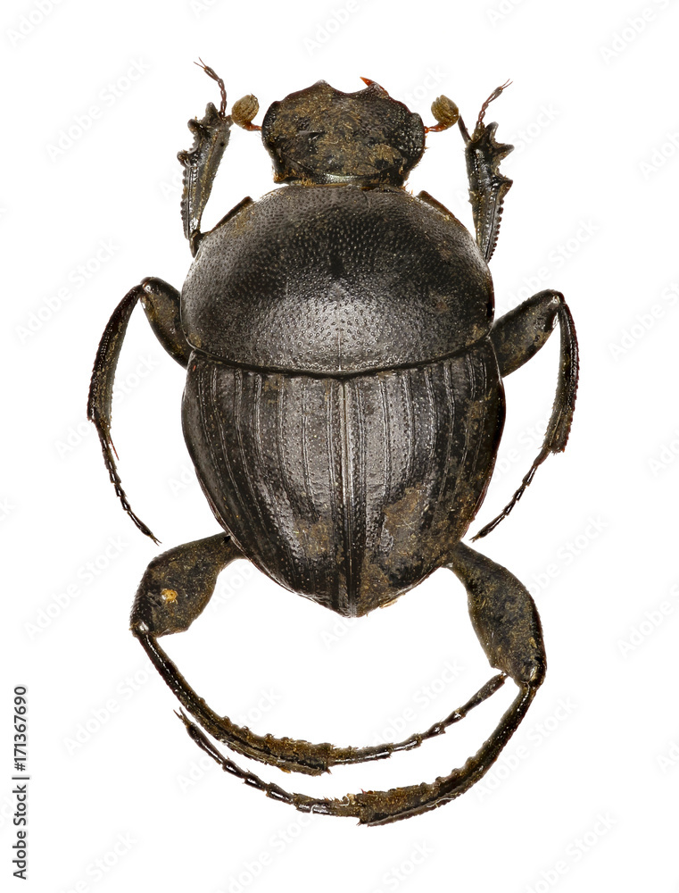 Dung Beetle Sisyphus on white Background - Sisyphus schaefferi (Linnaeus, 1758) Dung Beetle Sisyphus on white Background - Sisyphus schaefferi (Linnaeus, 1758)